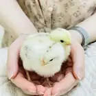 خمسه صيصان