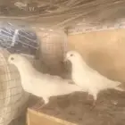 أخوان صنعاوي و رقاص