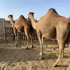 لقحات حمر ساحليات بواخر نياق القاني الحد من7500تمم البيعع