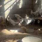 دجاج فيومي ولوهمان