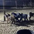 تيوس مندي وفيه عروض ثانيه