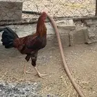 ديكين سندي