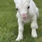 ماعز قزم بيور ماعز قزمي بيور