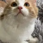 كتن للبيع