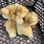 صوص بط بكين