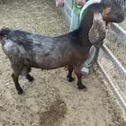 عنز حليب