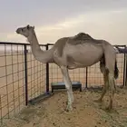 ناقة اصيل للبيع على مياس الشيبه