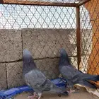 حمام باكستاني كالو تيدي