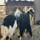 للبيع رخال نجد