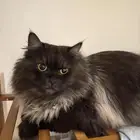 شيرازي قطه للتبني