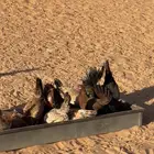دجاج بلدي