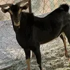 تيس احو صنف