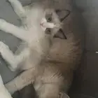 راغدول 3 شهو و نص انثى للبيع