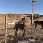 فرس