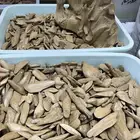 عود جملة موروكي طبيعي اصقون