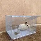 أرنب