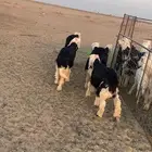 بهم نجد