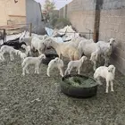 حريات متابيع