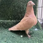 حمام زاجل مكتف. و الافندر