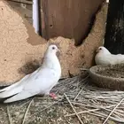 قلاب كوره الوان حلوه