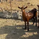 جفار محايليه صنف الصنف