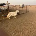 فحل حري