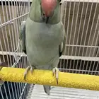 ببغاء دره وكروان