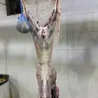 ذبايح طليان حريه وتيوس عوارض وسواكن مرابي على الشعير وبرسم