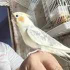 طائر صيد السمان للبيع