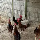 ديوك فرنسية