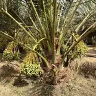 نخيل جثايث اخلاص وصقعي نخل مخدوم بسعر مناسب
