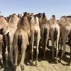 قعدان مفاريد كفو فل شحم للبيع أتواصل