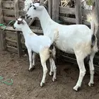 عنز بيشيه يتبعها جفره