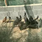 للبيع دجاج بلدي