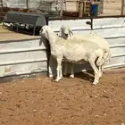 شاة حايل مغلقه شحم تامة