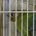 انثى كنيور اناناس منتجه