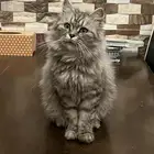 قطه شيرازيه