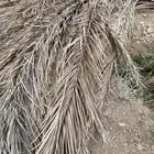 جريد - علف