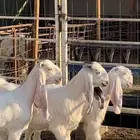 جفرات مشاريك ( تم البيع )