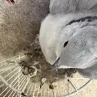 حمام قماري هولندي تحته فرخ