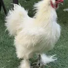 للبيع ديك قطني مستوى فاخر