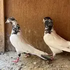 جوز بكستاني تيدي