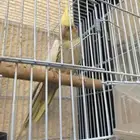 للبيع فرده كروان انث