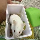 هامستر البينو اليف