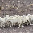 ضان
