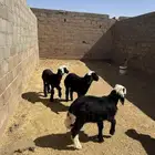بهم نجد