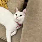 قط شيرازي العمر سنه
