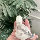 فرخ روز بلد اوبلاين جاهز لتدريب