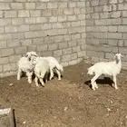 بهم حري