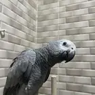 ببغاء كاسكو